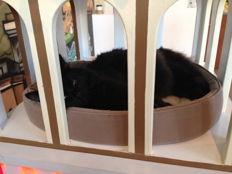 アメリカ初の猫カフェ Cat Town Cafe に行ってみた In Oakland