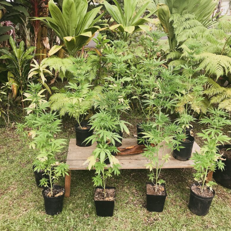 ハワイで大麻が合法 驚愕の マリファナ栽培 に潜入してきた